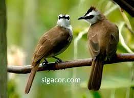 Suara burung trucukan ropel panjang. 87 Gambar Burung Trucuk Garuda Kekinian Gambar Pixabay