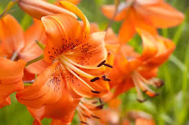 We did not find results for: 30 Different Types Of Orange Flowers A Z Home Stratosphere