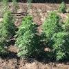 It is one of 113 identified cannabinoids in cannabis plants, along with tetrahydrocannabinol (thc). 1