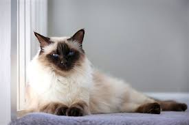 The sophisticated siamese cat looks dressed for an elegant masquerade ball in pale evening wear however, shedding does vary among the breeds. 5 Things To Know About Balinese Cats