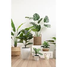in monstera indoor and outdoor plants