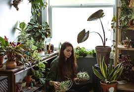 20 great low light indoor plants for