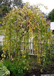 weeping willow tree care tips