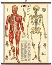 Anatomy Vintage Style School Chart