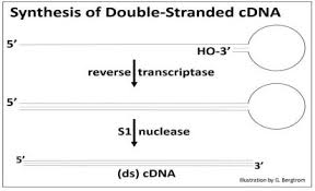 Information and translations of cdna in the most comprehensive dictionary definitions resource on the web. 15 2 Make And Screen A Cdna Library Biology Libretexts