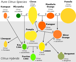 Citrus Taxonomy Wikipedia