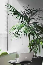 Top 10 Large Indoor Plants Large
