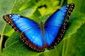 Znalezione obrazy dla zapytania niebieski motyl z brazylii