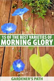 Several morning bloomers produce flowers that last for only a single. 15 Of The Best Common Morning Glory Varieties Gardener S Path