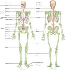 human skeleton skeletal system