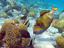 Coral Reef Fish Wikipedia