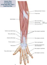 The schematic is a good approximation for the forearm, which looks more complicated than it is, and we can get some insight into the way typical muscle systems function by analyzing it. 7 Muscles Of The Forearm And Hand Musculoskeletal Key