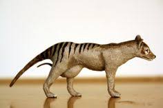 Small collections of sightings had been collated previously but never before had a group of researchers brought together every recorded sighting of the thylacine. 180 Tasmanian Wolf Thylacine Ideas Thylacine Tasmanian Tasmanian Tiger