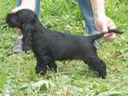 Спаниель щенок черный