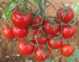 domates tarlası ile ilgili görsel sonucu