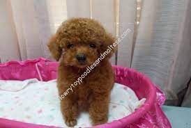 toy poodle puppies in florida