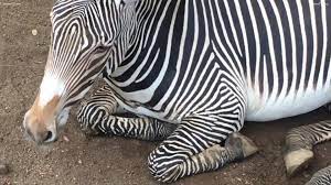 Zebra cum