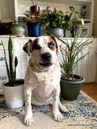 11 Common Plants Poisonous To Dogs