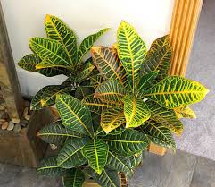 Plant will come in a box and will be protected against the weather conditions. Croton Jardineria Los Mejores Consejos Para Un Verdadero Jardinero