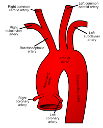 The left and right carotids, and the left and right vertebral arteries. Common Carotid Artery Wikipedia