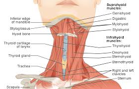 Muscles pull on bones and act as lever systems. Axial Muscles Of The Head Neck And Back Anatomy And Physiology I