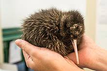 Kiwi (bird) - Wikipedia