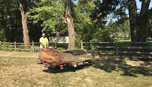 I have a very large tree within 10 feet of curb which i need to remove in order to install solar panels. Tree Removal Timberwolff Tree Service