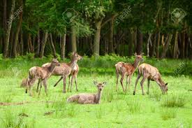 Small Herd Of Red Deer Grazing In Woodland Stock Photo, Picture And Royalty  Free Image. Image 14075891.