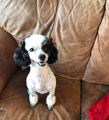 Maybe you would like to learn more about one of these? Coco Mini Tricolor Poodle Utah Bernedoodles