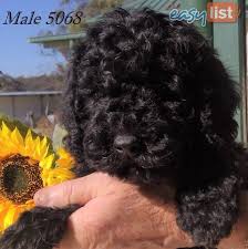 cavalier king charles x toy poodle for