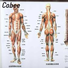 Anatomy Muscles Poster 60x80cm Muscle System Chart Hospital