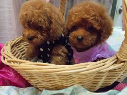 Poodle carrollton, texas, united states. Toy Poodle Puppies For Sale In Florida Teacup Poodles Lowry Toy Poodles