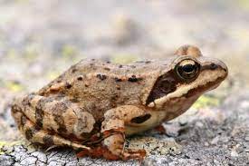 Frogs Toads And Newts Uk Amphibians