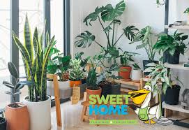 Best Indoor Plants For Your Health