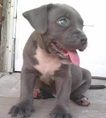 Pitbulls are highly sociable breed: Purebreed Blue Nose Pit Bull Puppies For Sale Pets For Sale In New York Usadscenter Com Mobile 53304