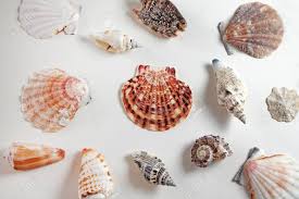 Seashells Collection On White Background