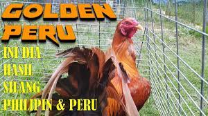 About press copyright contact us creators advertise developers terms privacy policy & safety how youtube works test new features press copyright contact us creators. Ayam Philipin Sabung Sabong Gallos On Twitter My Golden X Peru Broodcock 16month Gallos Gamefarm Gamefowl Sabong Gallosfinos Ayamsabung Galleros Rooster Chickenfarm Manok Traiga Criadero Rancho Ayamfilipina Detail Video Https T Co