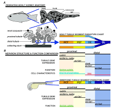 Nephron Anatomy In The Adult Zebrafish Kidney Schematic