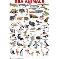 Sea Animal Wall Chart