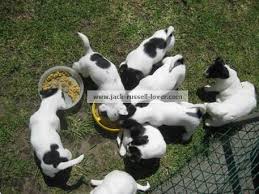 Feeding Puppies What To Feed Your Pup And When