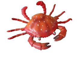 Image result for crab