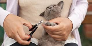 how often to trim cat nails a vet