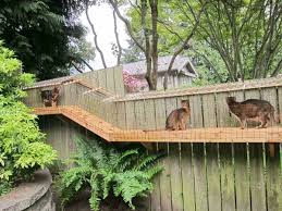 awesome large diy backyard cat