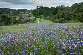 Wildflowers In Santa Cruz County