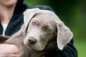No wonder it's so popular! Silver Lab What To Know About This Stunning Retriever Perfect Dog Breeds