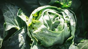 11 effective ways to get rid of cabbage