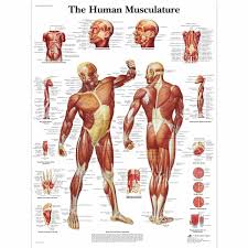 Human Musculature Anatomical Chart