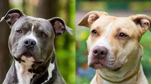 The staffordshire bull terrier is slightly longer than it is tall, and relatively wide, giving it a low center of gravity and firm stance. American Staffordshire Terrier Vs Pitbulls What S The Difference