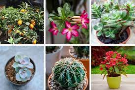 Perfect Houseplants For Direct Sunlight