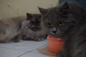 Kucing ini tergolong kucing yang cantik, oleh karena itu harga kucing anggora tergolong mahal. Kucing Persia Anggora Abu Abu Perlengkapan Hewan Aksesoris Hewan Di Carousell